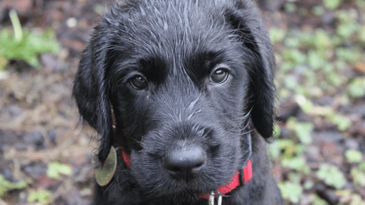 Comment Créer Un Répulsif Naturel Et Non Dangereux Pour pour Repulsif Chat Jardin Comment Créer Un Répulsif Naturel Et Non Dangereux Pour pour Repulsif Chat Jardin