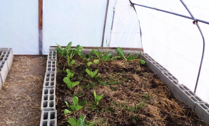 Comment Fabriquer Une Serre – Jardin De Grand Meres tout Fabriquer Une Serre De Jardin Comment Fabriquer Une Serre – Jardin De Grand Meres tout Fabriquer Une Serre De Jardin