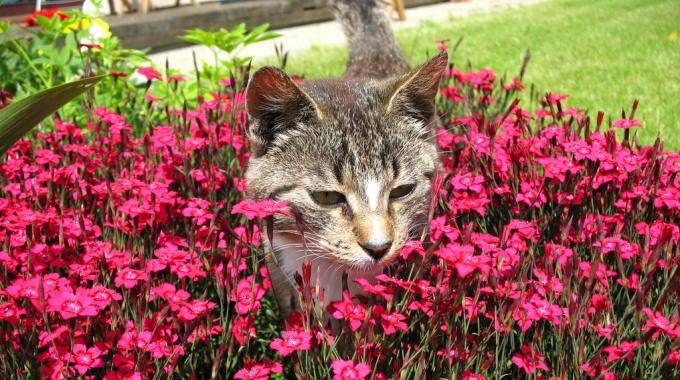 Comment Faire Fuir Les Chats De Votre Jardin ? | Repulsif avec Repulsif Chat Jardin Comment Faire Fuir Les Chats De Votre Jardin ? | Repulsif avec Repulsif Chat Jardin