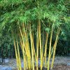 Comment Planter Des Bambous Dans Son Jardin - Archzine.fr intérieur Déco Jardin Bambou