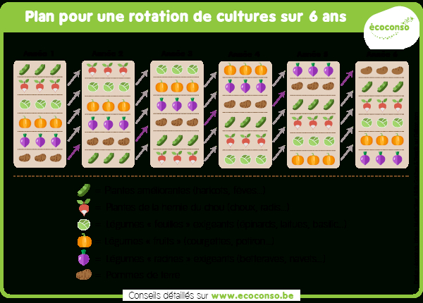 Comment Pratiquer La Rotation Des Cultures Au Potager encequiconcerne Organisation Potager