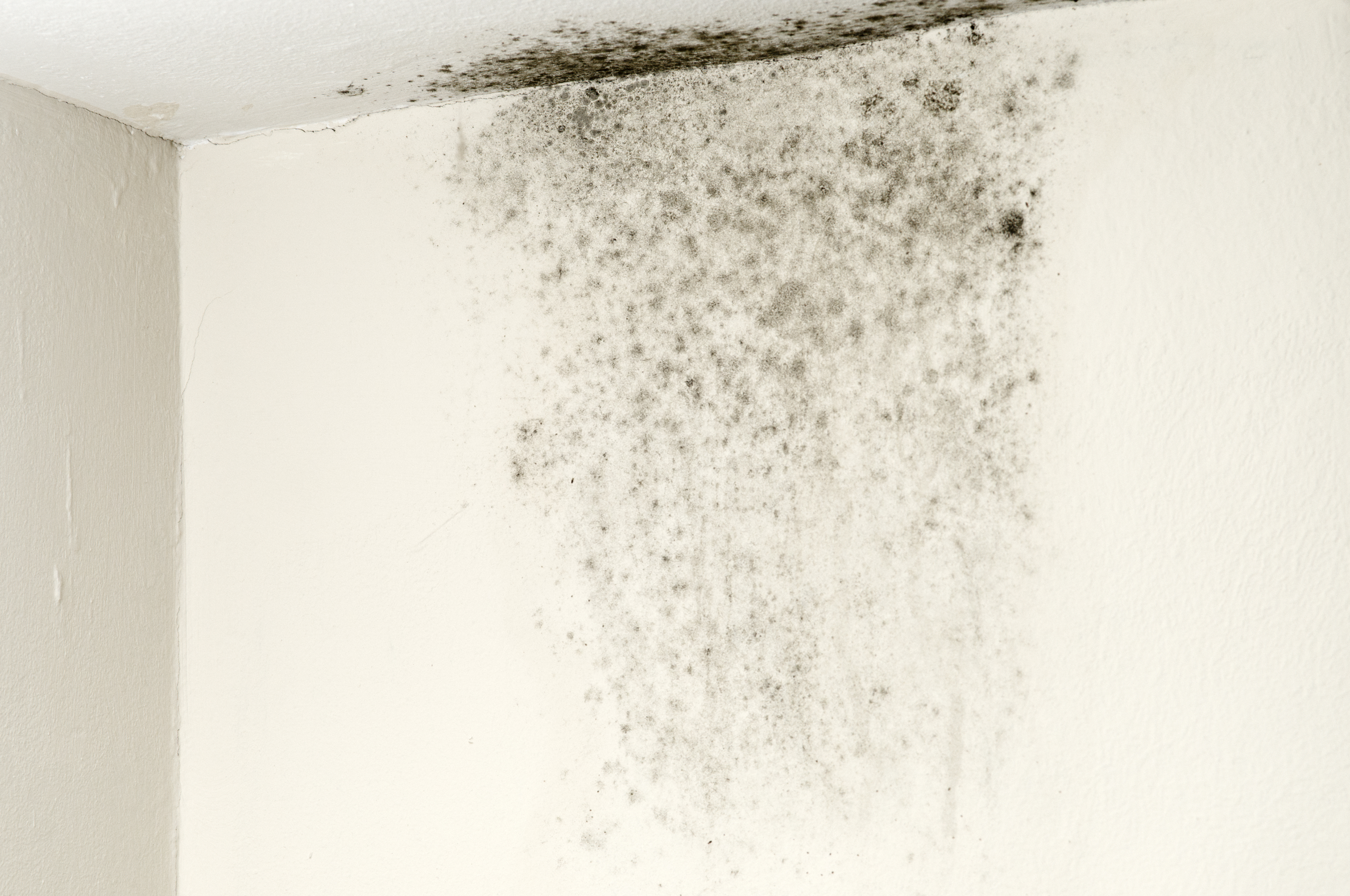 Conseils Pour Assainir Un Plafond Moisi pour Nettoyer Moisissure Douche