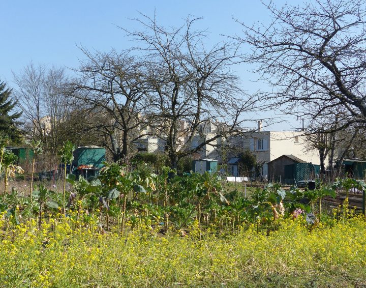 Copeaux De Bois Jardin – Idees Conception Jardin | Idees intérieur Copeaux De Bois Pour Jardin