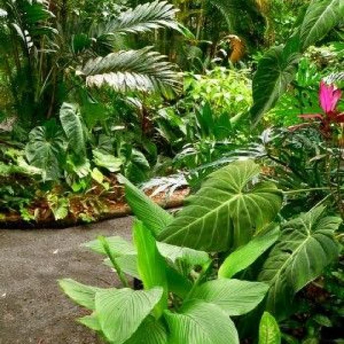 Créer Un Jardin Exotique : Mode D'Emploi avec Créer Son Jardin Virtuel Gratuit En Ligne