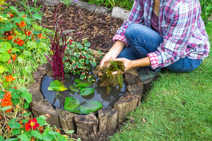 Créer Un Mini-Bassin En 2 Heures Chrono Dans Votre Jardin pour Plante Bassin De Jardin