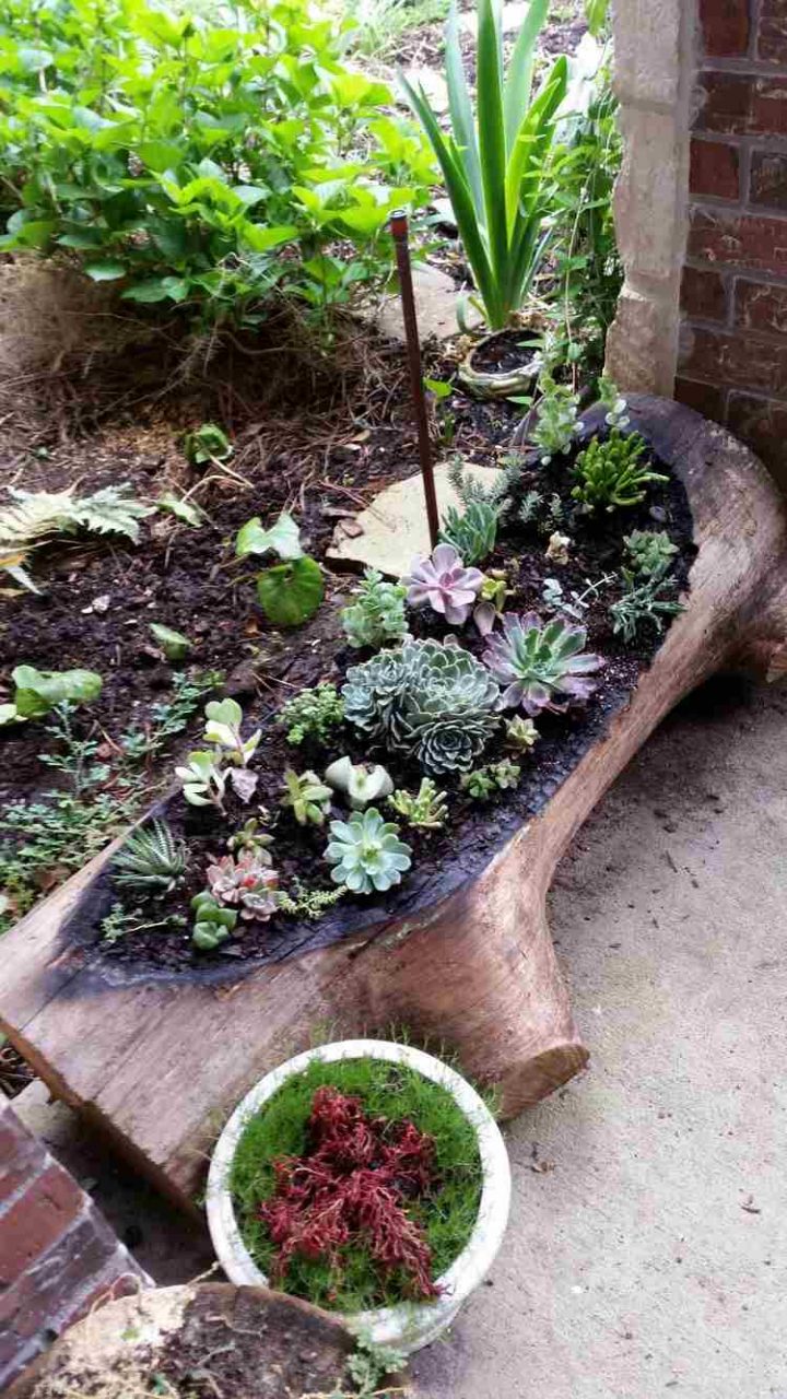 Déco Bois Flotté & Plantes Succulentes – La Nature S serapportantà Ecorces Jardin Déco Bois Flotté & Plantes Succulentes – La Nature S serapportantà Ecorces Jardin
