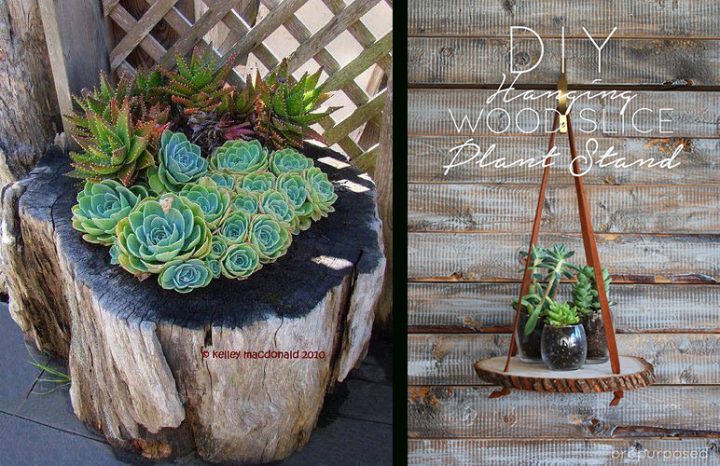 Déco Jardin Plante Grasse concernant Ecorces Jardin Déco Jardin Plante Grasse concernant Ecorces Jardin