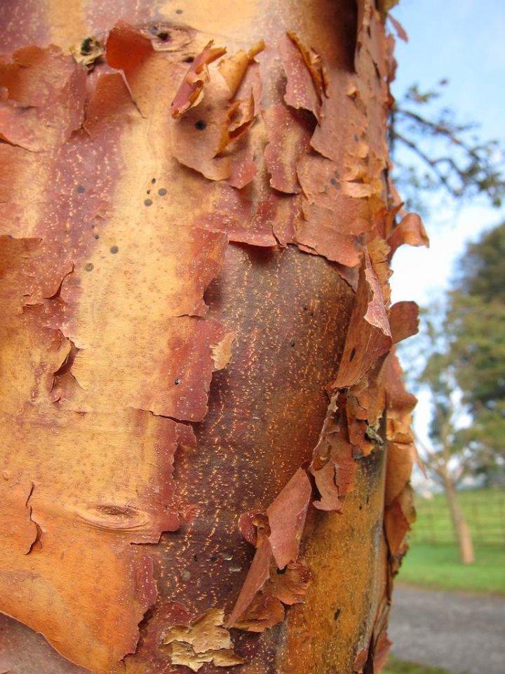 Des Écorces Pour Colorer Le Jardin – La Terre Est Un Jardin encequiconcerne Ecorces Jardin