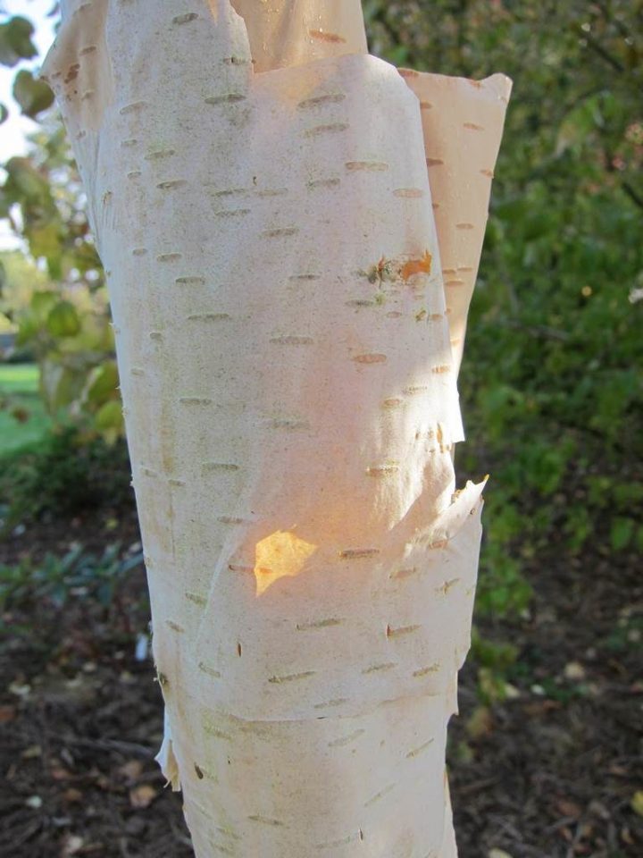 Des Écorces Pour Colorer Le Jardin – La Terre Est Un Jardin tout Ecorces Jardin Des Écorces Pour Colorer Le Jardin – La Terre Est Un Jardin tout Ecorces Jardin