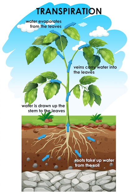 folge der transpiration