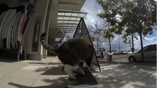 Didga, Le Chat Qui Fait Du Skateboard encequiconcerne Bain De Soleil Pliant Dream Gifi