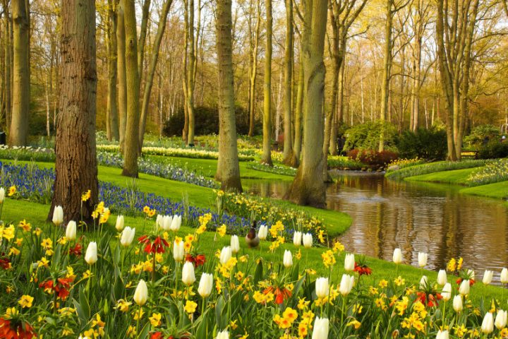 El Jardín Que Se Pasa De Bonito En Holanda (Keukenhof tout Jardin De Keukenhof