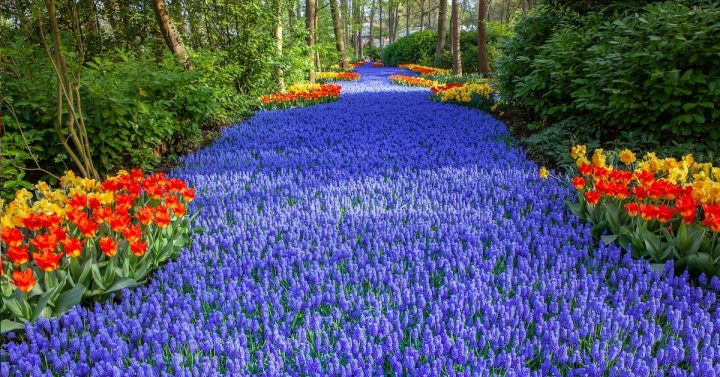 Enjoy Over 7 Million Blooms In Holland'S Largest Flower Garden avec Jardin De Keukenhof