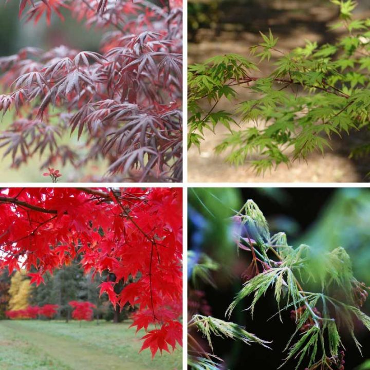 Érables Du Japon, Attention À La Verticilliose ! | Erable intérieur Vermiculite Jardin