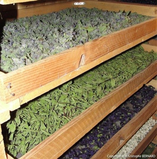 Faire Sécher Les Plantes Médicinales | Faire Sécher Des concernant Sechoir De Jardin Faire Sécher Les Plantes Médicinales | Faire Sécher Des concernant Sechoir De Jardin