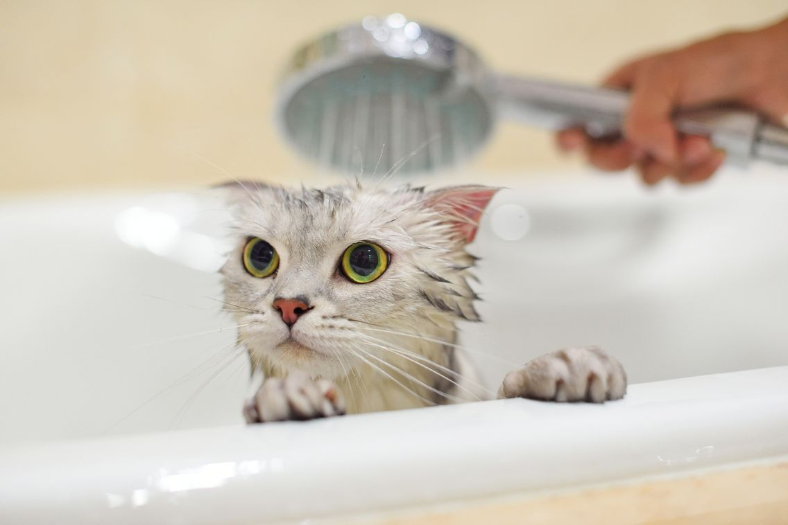 Faut-Il Prendre Une Douche Tous Les Jours ? pour Necessaire Pour Se Doucher