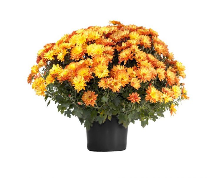 Fauteuil Suspendu Oeuf pour Oeuf Suspendu Jardin Fauteuil Suspendu Oeuf pour Oeuf Suspendu Jardin