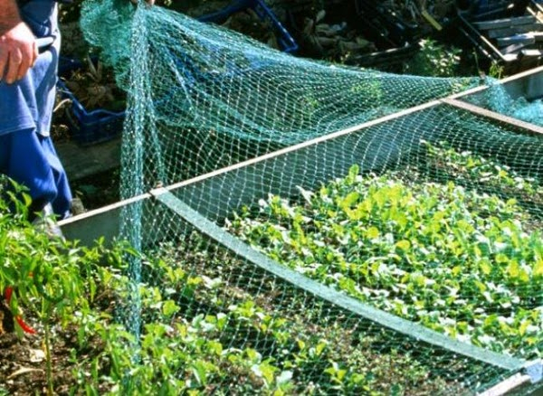 Flores E Jardins, Plantas, Jardinagem E Paisagismo avec Filet De Protection Jardin