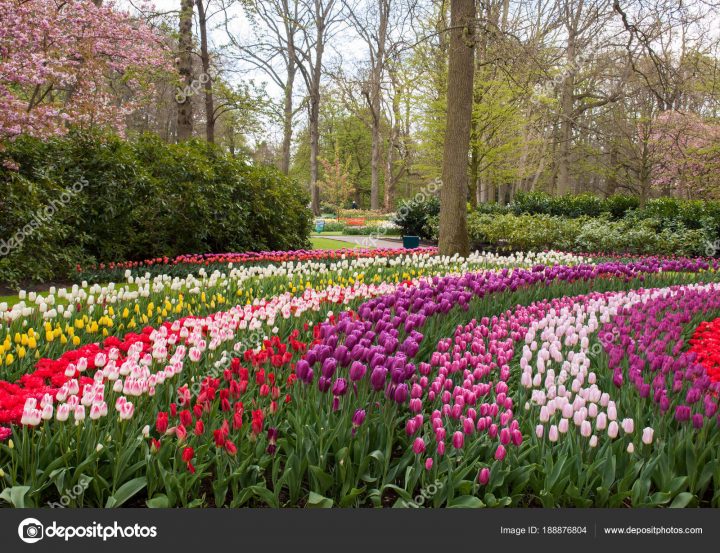 Fotos: Lisse Holanda | Flores Coloridas Jardín Keukenhof concernant Jardin De Keukenhof