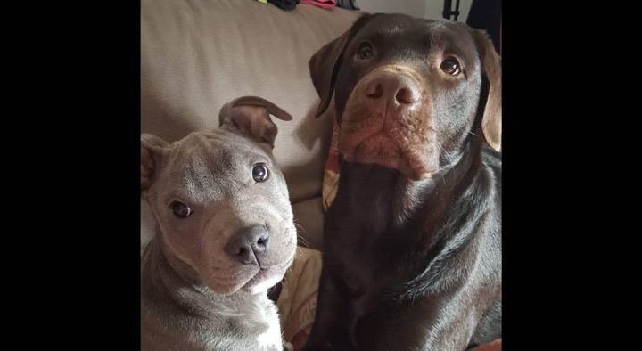 Garde Chien 91620 – Garde De Chiens avec Chambre Des Metiers Draguignan