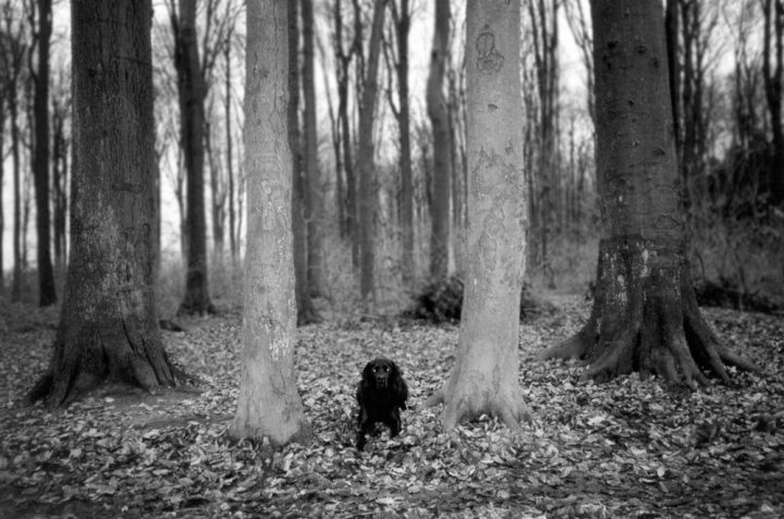 sehen hunde geister sehen hunde geister