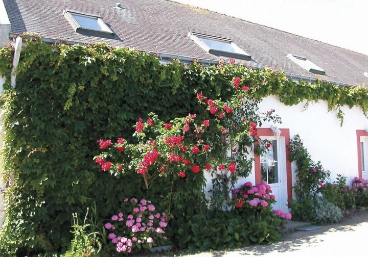 Gîte Les Hortensias : Belle-Ile-En-Mer – Sauzon N°56G2414 à Chambre D Hote Sauzon Gîte Les Hortensias : Belle-Ile-En-Mer – Sauzon N°56G2414 à Chambre D Hote Sauzon