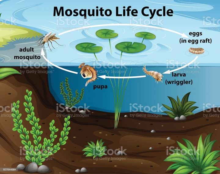 mücken im pool