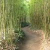 Jardin Japonais Bambou - Pivoine Etc intérieur Déco Jardin Bambou