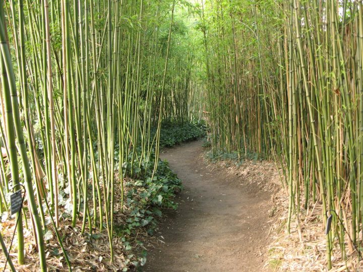 Jardin Japonais Bambou – Pivoine Etc intérieur Déco Jardin Bambou