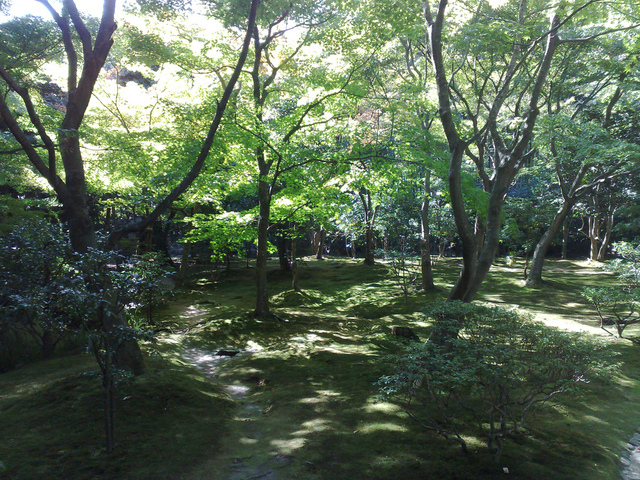Jardiner Sous Un Arbre Ou En Sous-Bois serapportantà Ecorces Jardin Jardiner Sous Un Arbre Ou En Sous-Bois serapportantà Ecorces Jardin