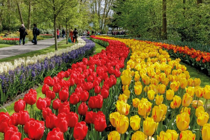 Keukenhof – A Blooming Good Time – Stuff Dutch People Like destiné Jardin De Keukenhof