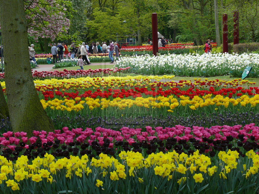 Keukenhof: Le Grand Jardin Des Bulbes – Jardinier Paresseux concernant Jardin De Keukenhof Keukenhof: Le Grand Jardin Des Bulbes – Jardinier Paresseux concernant Jardin De Keukenhof