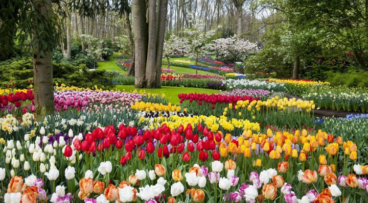 Keukenhof Open From 22 March To 13 May 2018 | Heavenly Holland intérieur Jardin De Keukenhof