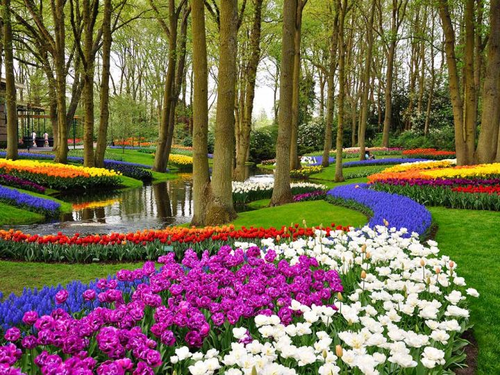 Keukenhof – The World’s Most Stunning Flower Garden concernant Jardin De Keukenhof