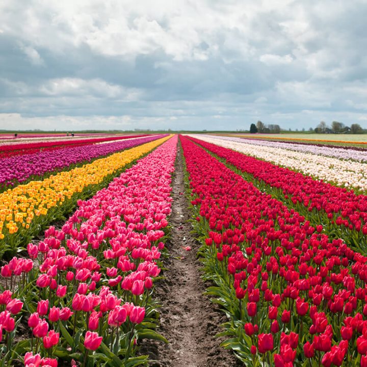 Keukenhof Tour (5,5 Uur) | Tours & Tickets à Jardin De Keukenhof Keukenhof Tour (5,5 Uur) | Tours & Tickets à Jardin De Keukenhof