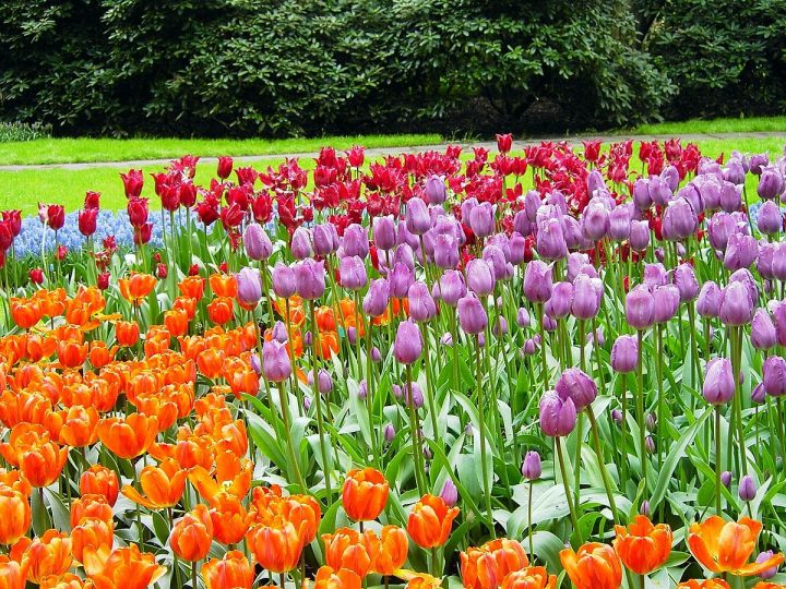 Keukenhof – Wikipedia, La Enciclopedia Libre serapportantà Jardin De Keukenhof Keukenhof – Wikipedia, La Enciclopedia Libre serapportantà Jardin De Keukenhof