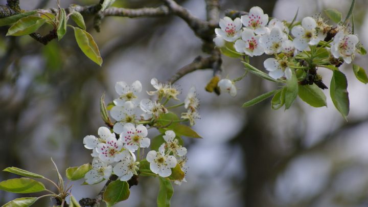 La Chaux : Quelle Utilisation Pour Mon Jardin ? – M6 Deco.fr concernant Chaux Jardin La Chaux : Quelle Utilisation Pour Mon Jardin ? – M6 Deco.fr concernant Chaux Jardin