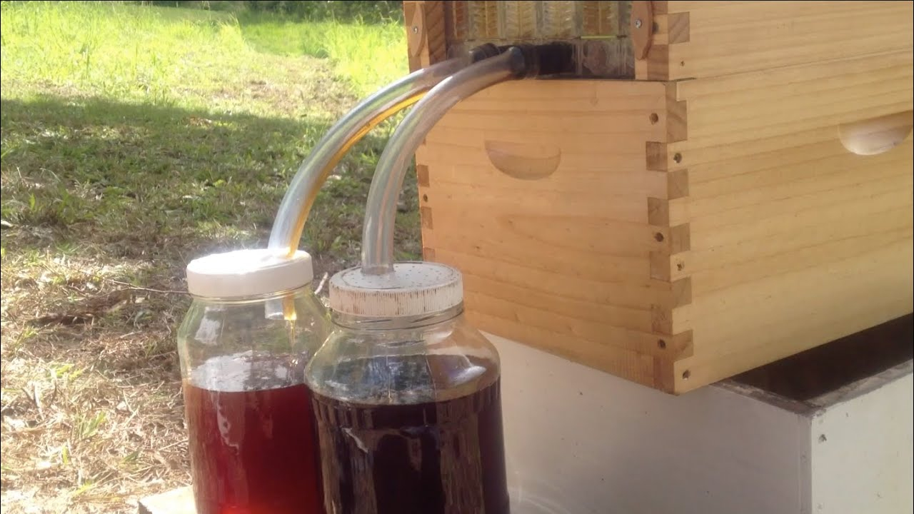La Ruche À Robinet Honey Flive : La Bonne Idée ? | Build Green à Ruche Robinet