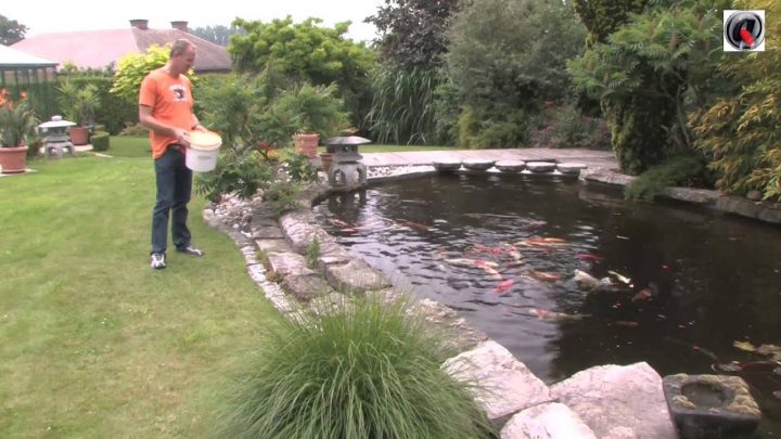 Le Bassin De Jardin De Jean Marc – The Garden Pond Of Jean tout Bassin De Jardin Préformé