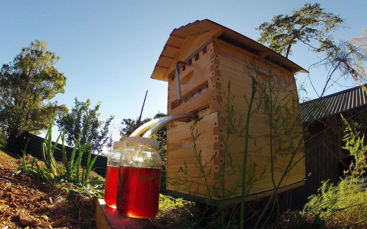 Le Flow Hive, Ou Comment Récolter Du Miel Sans Déranger La Ruche dedans Ruche Robinet