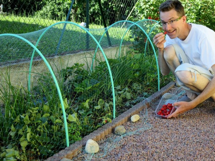 Le Tour Du Potager N° 14 – Début Juin 2015 tout Filet De Protection Jardin