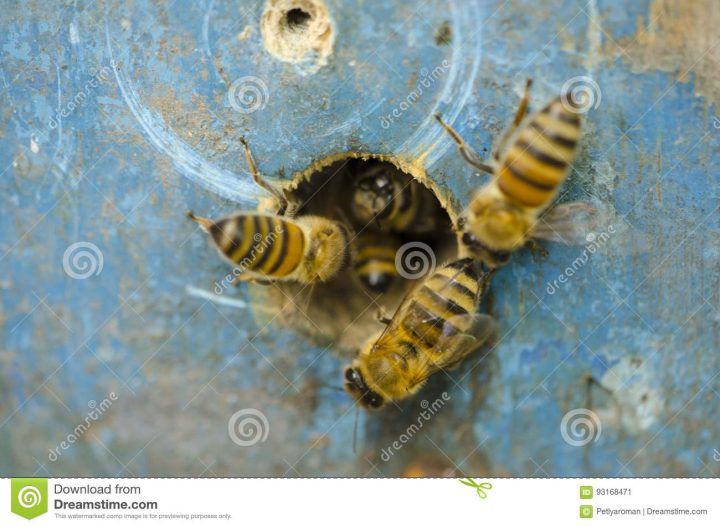 Les Abeilles Aèrent La Ruche Près Du Robinet Image Stock pour Ruche Robinet