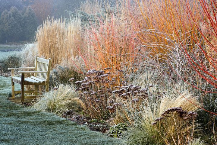 Les Belles Surprises De L'Hiver Au Jardin En 6 Plantes avec Ecorces Jardin Les Belles Surprises De L'Hiver Au Jardin En 6 Plantes avec Ecorces Jardin