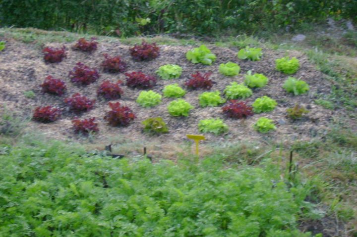 Les Copeaux De Bois En Paillage Les Copeaux De – Le Jardin serapportantà Copeaux De Bois Pour Jardin