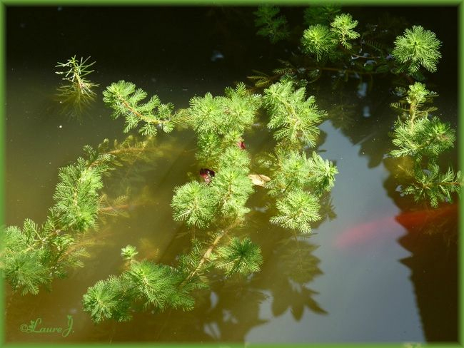 Les Plantes De Notre Bassin À Poissons ♥ – ♥ Mon Jardin Du dedans Plante Bassin De Jardin