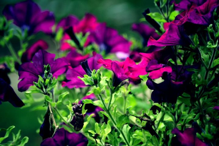 Les Surfinias Dans Le Parc De Notre Maison D'Hôtes De concernant Chambre D Hote Notre Dame De Monts Les Surfinias Dans Le Parc De Notre Maison D'Hôtes De concernant Chambre D Hote Notre Dame De Monts