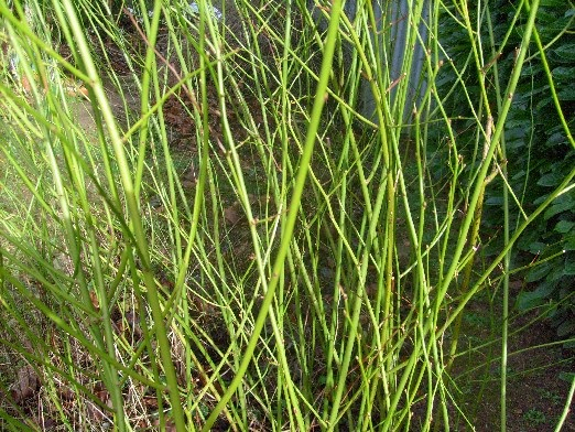 Ma Planète Jardin: Arbres Et Arbustes À Écorce Décorative à Ecorces Jardin Ma Planète Jardin: Arbres Et Arbustes À Écorce Décorative à Ecorces Jardin
