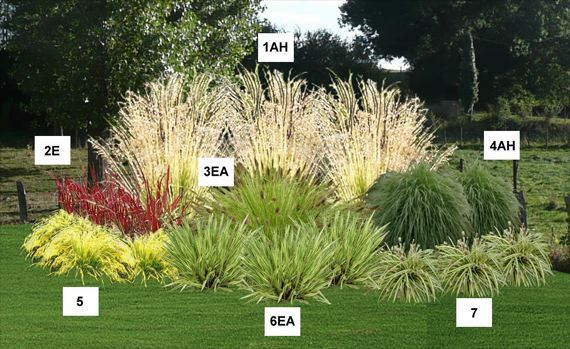 Massif D Angle De Graminées – Pépinière, Plantes dedans Idee Massif Mediterraneen Massif D Angle De Graminées – Pépinière, Plantes dedans Idee Massif Mediterraneen