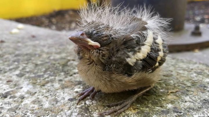 kind vermisst mama im kindergarten
