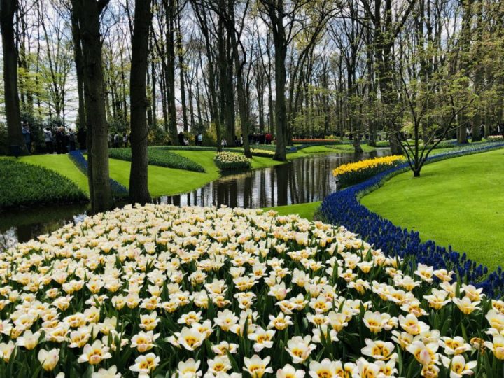 Ouverture 2020 Du Jardin Des Tulipes Keukenhof avec Jardin De Keukenhof